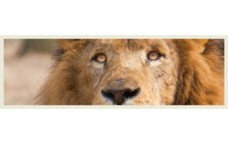 DEPLACEMENT ST ETIENNE  TOURNOI-SAFARI